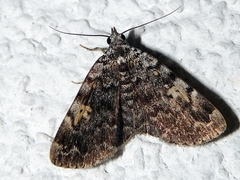Idia calvaria