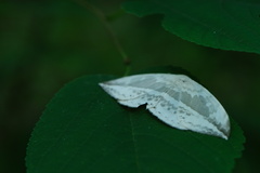 Cyclidia substigmaria