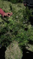 Vachellia karroo