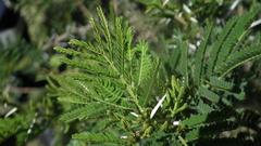Vachellia karroo