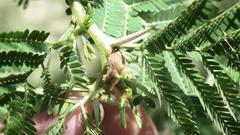 Vachellia karroo