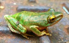 Hyperolius tuberilinguis