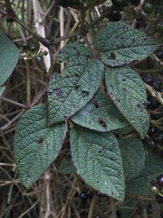 Cissus obliqua