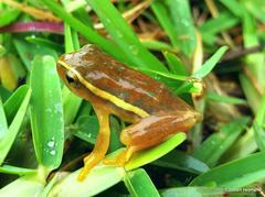Hyperolius semidiscus