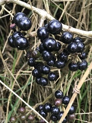 Cissus obliqua
