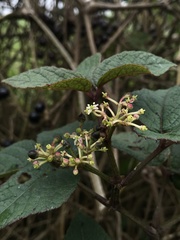 Cissus obliqua