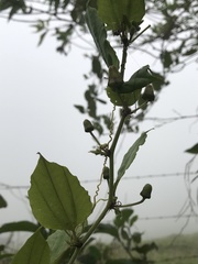 Passiflora cuspidifolia