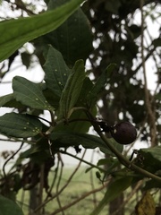 Passiflora cuspidifolia