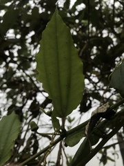 Passiflora cuspidifolia