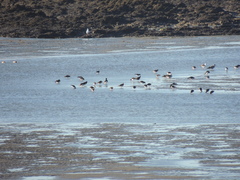 Haematopus leucopodus