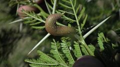 Cephalotelium macowanianum