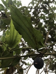 Passiflora cuspidifolia