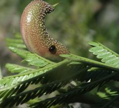 Cephalotelium macowanianum