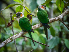 White-Breasted Parakeet photo 3