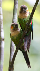 White-Breasted Parakeet photo 5