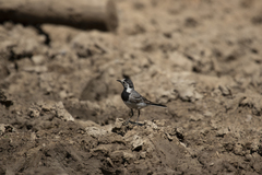 Motacilla alba