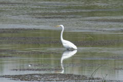 Ardea alba