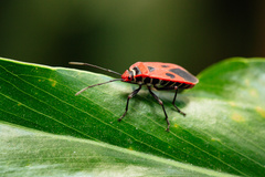 Pyrrhopeplus carduelis