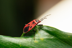 Pyrrhopeplus carduelis