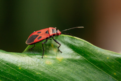 Pyrrhopeplus carduelis