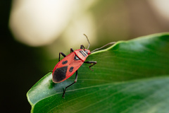 Pyrrhopeplus carduelis