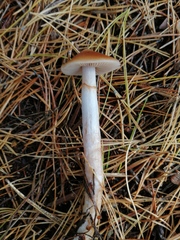 Cortinarius stillatitius