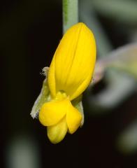 Lebeckia