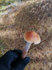 Cortinarius stillatitius