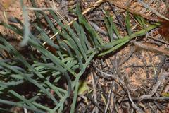 Lebeckia