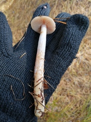 Cortinarius stillatitius