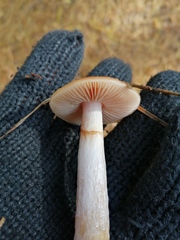 Cortinarius stillatitius