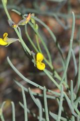 Lebeckia