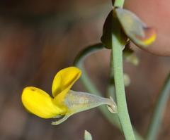 Lebeckia
