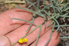 Lebeckia