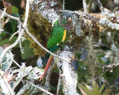 Brown-Breasted Parakeet photo 2