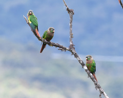 Brown-Breasted Parakeet photo 3