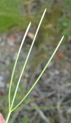 Anginon difforme
