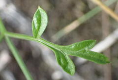 Anginon difforme