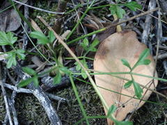 Anginon difforme