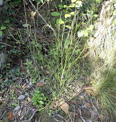 Anginon difforme