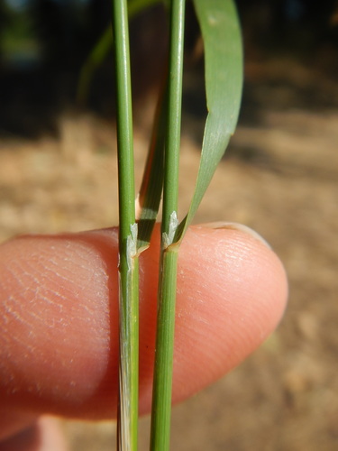 Oloptum miliaceum