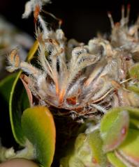 Leucospermum bolusii