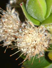 Leucospermum bolusii