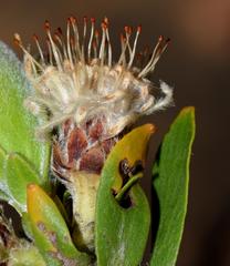 Leucospermum bolusii