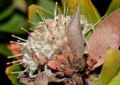Leucospermum bolusii