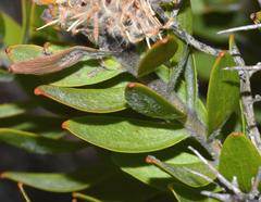 Leucospermum bolusii