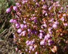 Erica gracilis