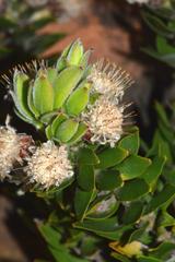Leucospermum bolusii