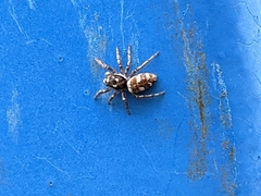 Salticus scenicus