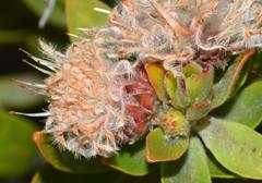 Leucospermum bolusii